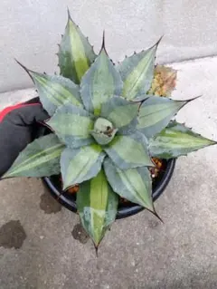 2026年最新】アガベ パリー 姫吉祥天の人気アイテム - メルカリ