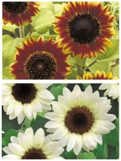 ひまわり2品種