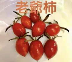 2025年最新】柿 盆栽の人気アイテム - メルカリ