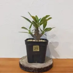 2025年最新】ウィンゾリー 実生の人気アイテム - メルカリ