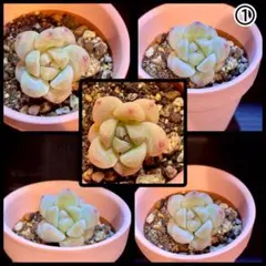 ラブリーローズ錦 多肉植物 エケベリア 韓国苗 抜き苗 現品 - メルカリ