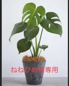 ねねひめ様専用