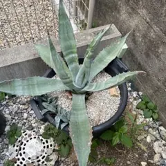 2026年最新】アガベ アメリカーナ 大株の人気アイテム - メルカリ