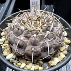 みーちゃん様 リクエスト 2点 まとめ商品