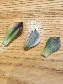 2026年最新】シルバープリンス錦の人気アイテム - メルカリ