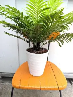 光触媒 人工観葉植物 ウォールグリーン フェイクグリーン ミックス 
