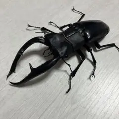 いきもの大図鑑アドバンス　マンディブラリスフタマタクワガタ☆黒