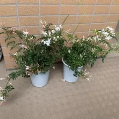 ❇︎羽衣ジャスミン4号プラ鉢付き2個セット❇︎