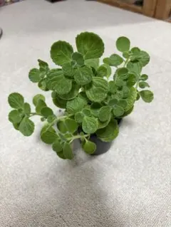 アロマティカス抜き苗⭐︎10cmポット