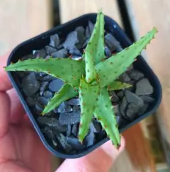 はなまる様 リクエスト 2点 まとめ商品