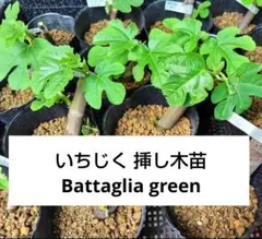 2026年最新】いちじく 苗の人気アイテム - メルカリ