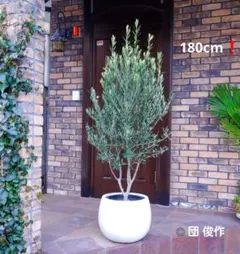 2026年最新】オリーブの木 シプレッシーノの人気アイテム - メルカリ