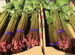 山菜 ミズ 600g 新潟県産 採れたて新鮮発送 - メルカリ