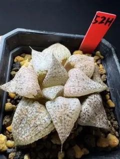 90h 多肉植物 ハオルチア ナタリー錦 自家繁殖 鉢植え発送 - メルカリ