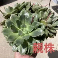 ◇訳あり‼️90【現品 2頭】シュガークリスタル 群生株 多肉 大きめ