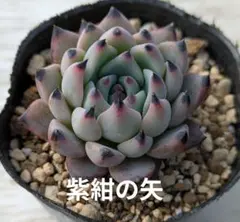 紫紺の矢　ミックスベリア