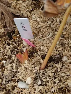 MOONPOWER様ご専用です