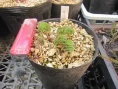 ノリヘイ様 リクエスト 2点 まとめ商品