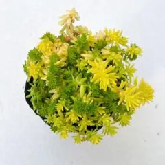 細葉黄金万年草 抜き苗 - メルカリ
