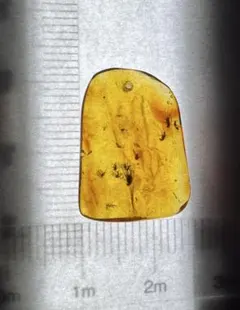 幾何学的な彫刻のような模様 ウニ殻(Microcyphus keiensis) 幾何学的な彫刻のような模様 ウニ殻(Microcyphus keiensis) - メルカリ