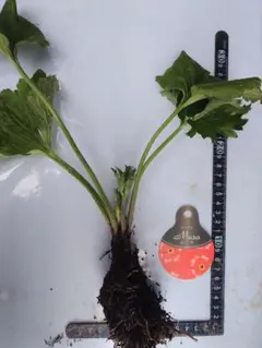 クッキー様 リクエスト 2点 まとめ商品