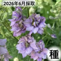 採れたて♪ 八重咲き♪ ラークスパー アールグレイ ダブル 種 20粒+αのサムネイル