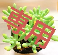 多肉植物 乙女心 カット苗 3コ