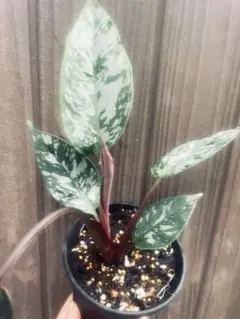 2025年最新】里芋の苗の人気アイテム - メルカリ