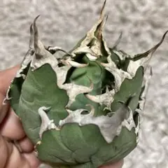 2025年最新】agave titanotaの人気アイテム - メルカリ