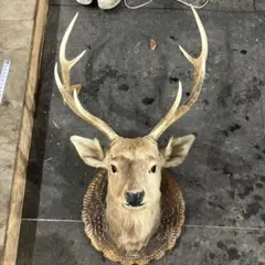 2025年最新】鹿 剥製の人気アイテム - メルカリ