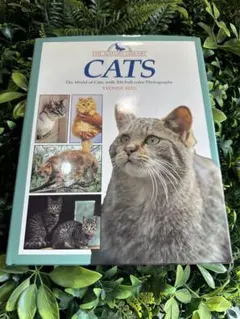 CATS YVONNE REES 大型写真集 ネコ 動物図鑑 洋書