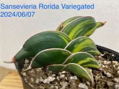 キ*ツ様 S8488★オークション販売★ サンスベリア ロリダ 極上斑入り 超希 2025年最新】サンスベリア ロリダ 斑入りの人気アイテム - メルカリ