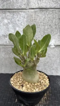 希少】アデニウム ブラックゴジラ 鉢付き 塊根植物 コーデックス