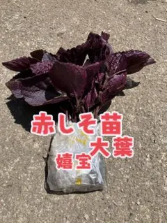 岐阜県産、不起耕自然栽培、色の組合わせ可能、計30本、赤紫蘇、or青