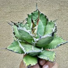 2025年最新】ロウルサンコの人気アイテム - メルカリ