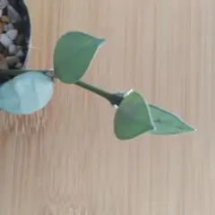 なる様 リクエスト 2点 まとめ商品