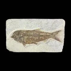 魚化石 本物 Fossil Fish 希少 27*16cm厚さ0.9-1.4cm - メルカリ