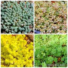 多肉植物セダム４種　10カットずつ【育成説明書付】