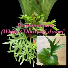 P.coronarium（White ×Thailand dwarf）胞子培養① P.coronarium（White ×Thailand dwarf）胞子培養⑤ - メルカリ