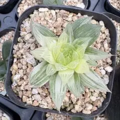 パ*チ様 多肉植物　ハオルチア　花胡蝶オブツーサ錦　極上斑