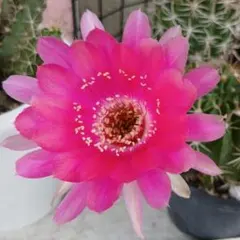 多肉植物 花サボテン 白檀 リンカーン ダクス - メルカリ