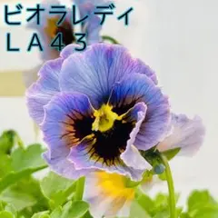 ビオラ　レディ　すみれ図鑑　2種セット A 2025年最新】ビオラレディの人気アイテム - メルカリ