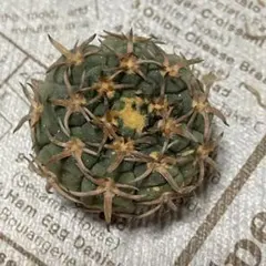 taka09092001様 リクエスト 2点 まとめ商品