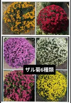 ザル菊③250608のサムネイル