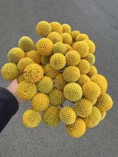 のん様 リクエスト 3点 まとめ商品