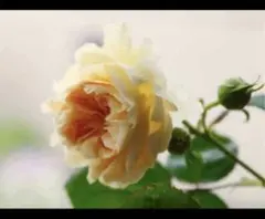 2026年最新】和バラの人気アイテム - メルカリ