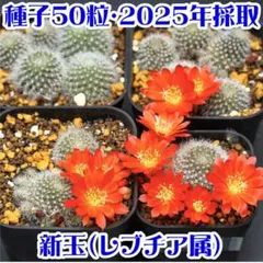 優飛mama様 リクエスト 2点 まとめ商品