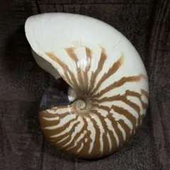 激レア！オオベソオウムガイ オウムガイ オウム貝 オーム貝 貝殻