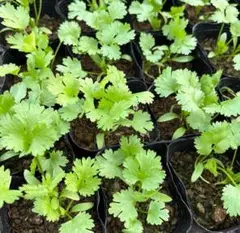 ぴーみみちゃん様 リクエスト 2点 まとめ商品