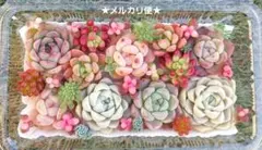 【メルカリ便】エケベリア寄せ植え 多肉弁当 レア品種サンゴジュ錦入り‼️
